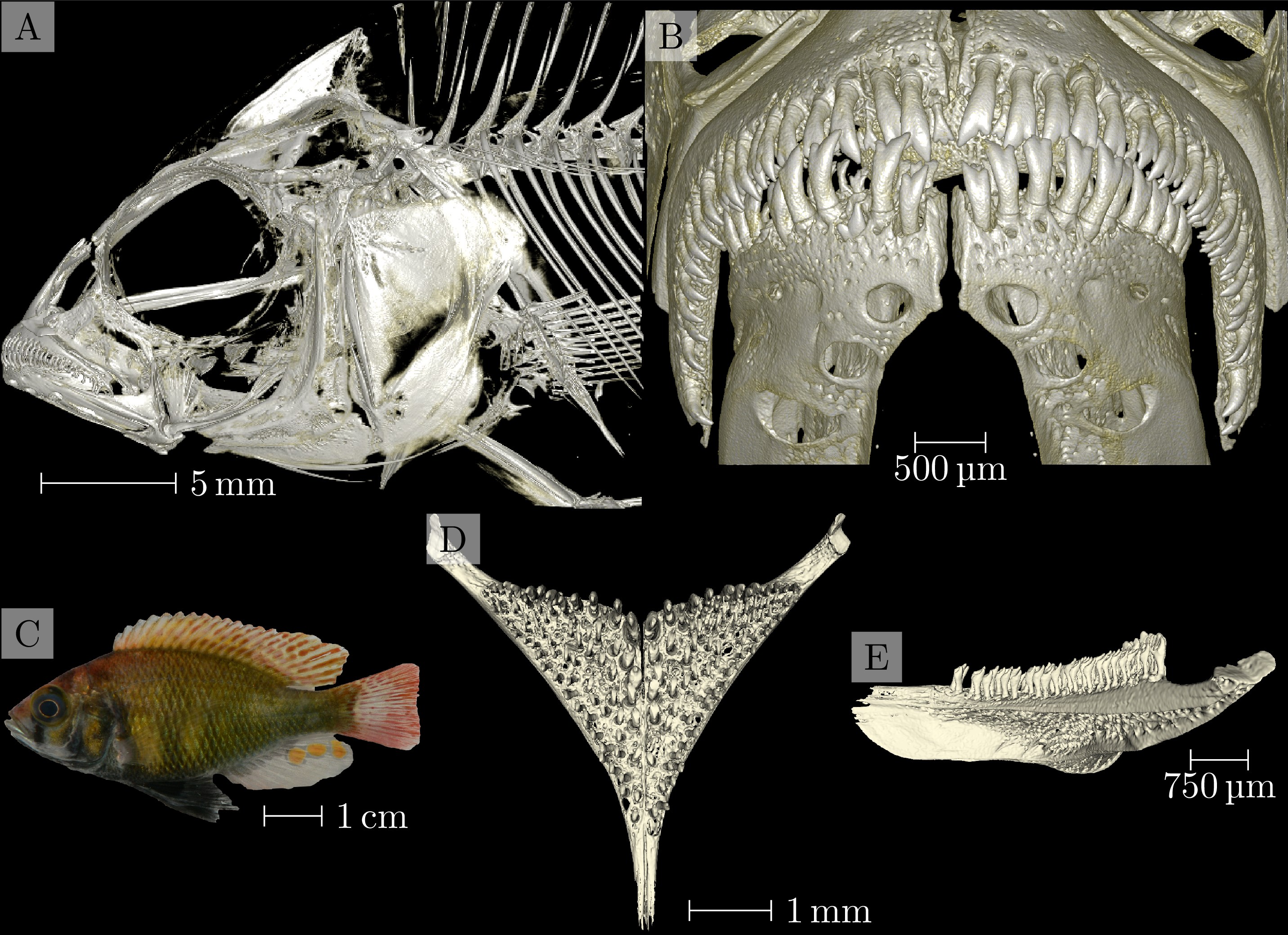 Figure 1: Overview of data from sample 104016, Enterochromis I cinctus (St. E). Panel A: Three-dimensional visualization of the head scan. Panel B: Three-dimensional visualization of the oral jaw scan. Panel C: Photograph of the specimen. Panels D and E: Three-dimensional visualization of the pharyngeal jaw, dorsoventral and lateral view, respectively.