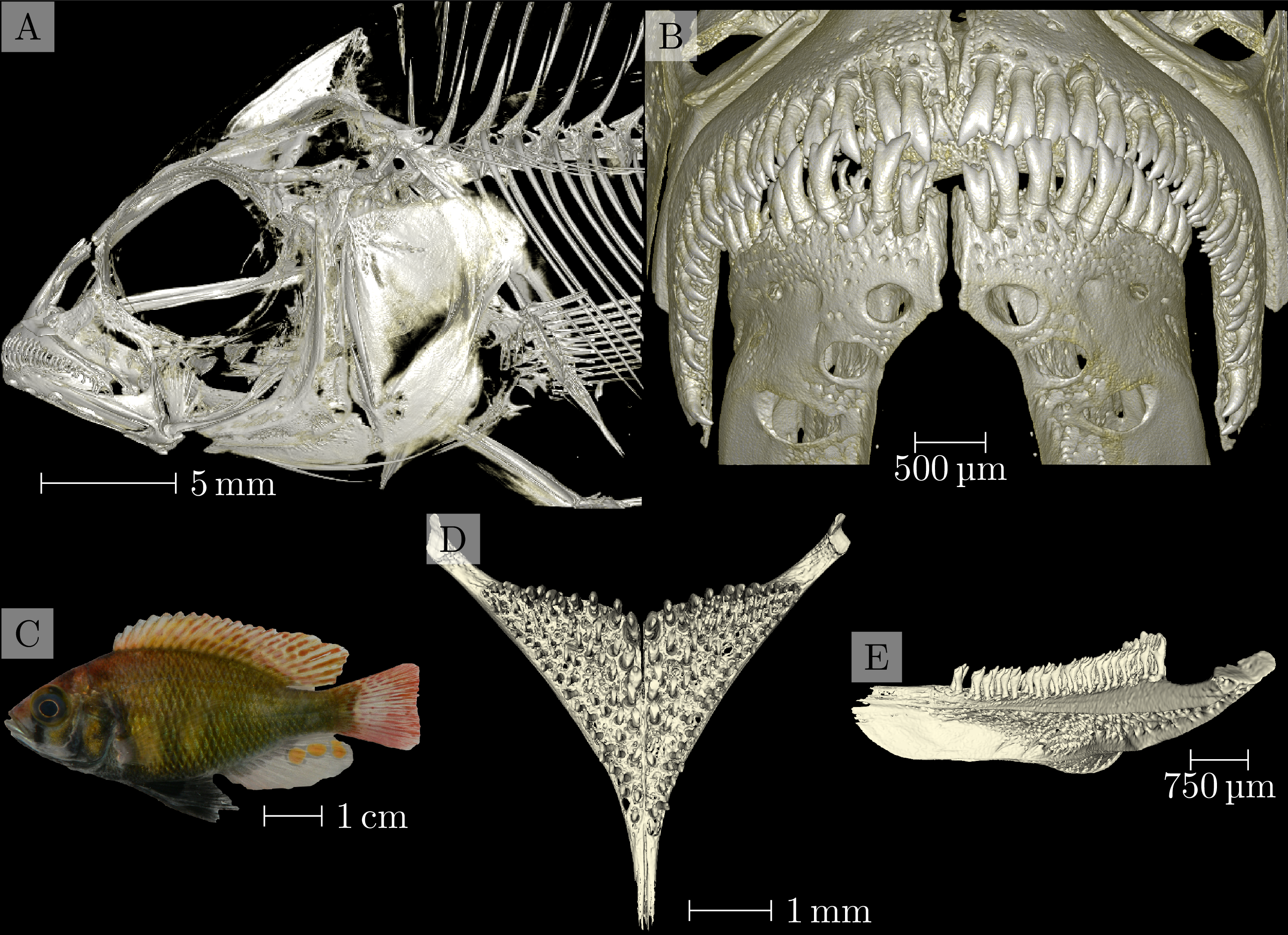 Figure 1: Overview of data from sample 104016, Enterochromis I cinctus, from ‘Station E’ in the transect of Mwanza Bay at the southern edge of Lake Victoria. A map showing the detailed location of ‘Station E’ is shown in Fig. 1 of [27]. Panel A: Three-dimensional visualization of the head scan. Panel B: Three-dimensional visualization of the oral jaw scan. Panel C: Photograph of the specimen. Panels D and E: Three-dimensional visualization of the pharyngeal jaw, dorsoventral and lateral view, respectively.