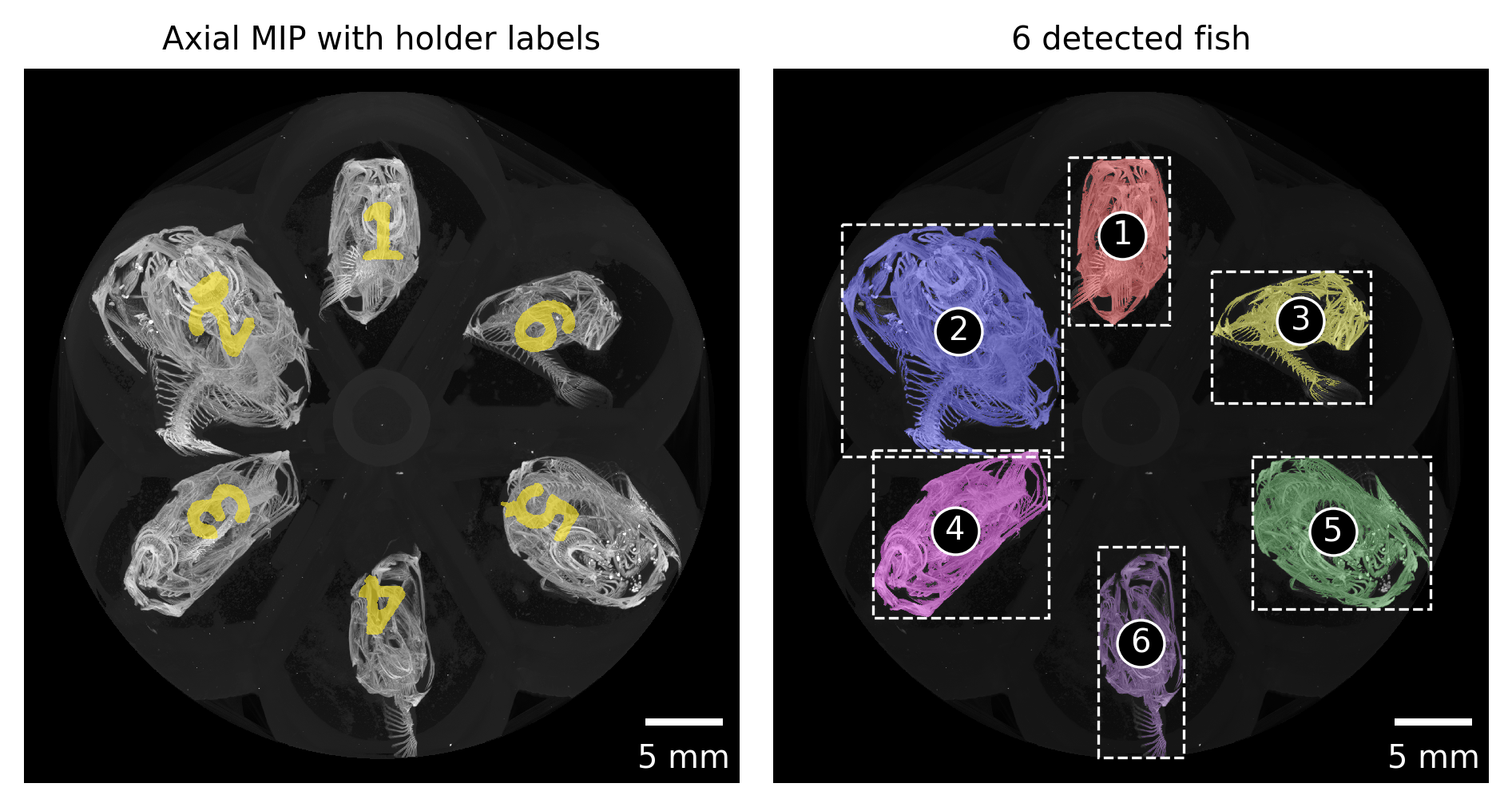 Figure 3: Automatically detected regions based on maximum intensity projection along the rotation axis of the tomographic scan. The regions are numbered consecutively from the top left to the bottom right. These numbers are mapped to the correct fish ID in the next step.