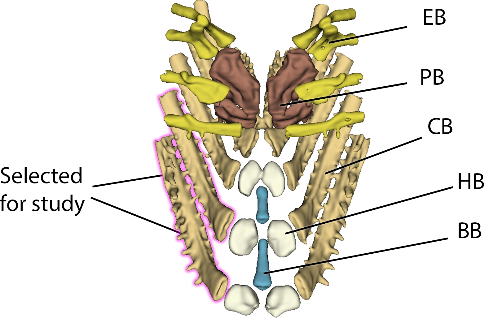 Figure 8: Example of branchial anatomy with CB1 and CB2 highlighted in pink. Abbreviations: PB = pharyngobranchials, EB = epibranchials, BB = basibranchials, HB = hypobranchials, CB = ceratobranchials.