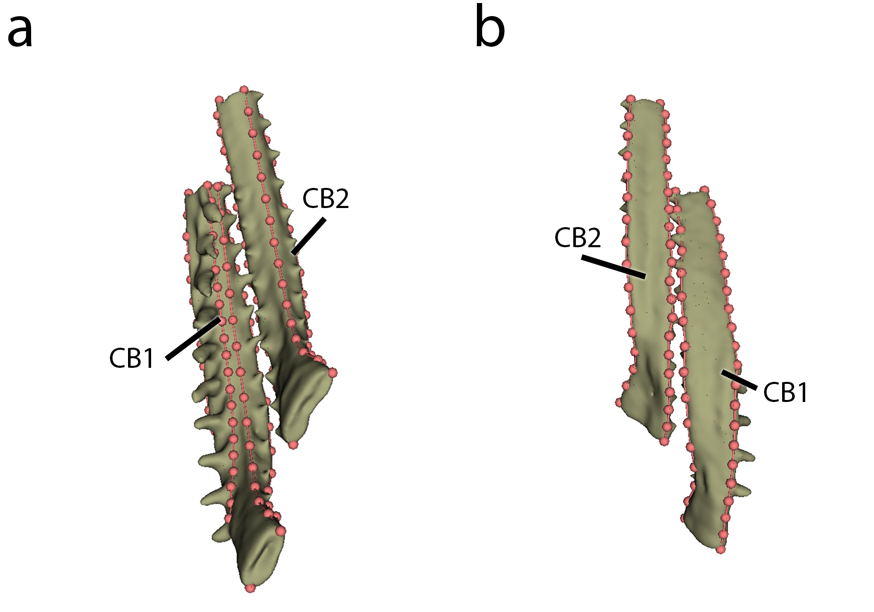 Figure 9: Landmarking shown on dorsal (a) and ventral surfaces (b).