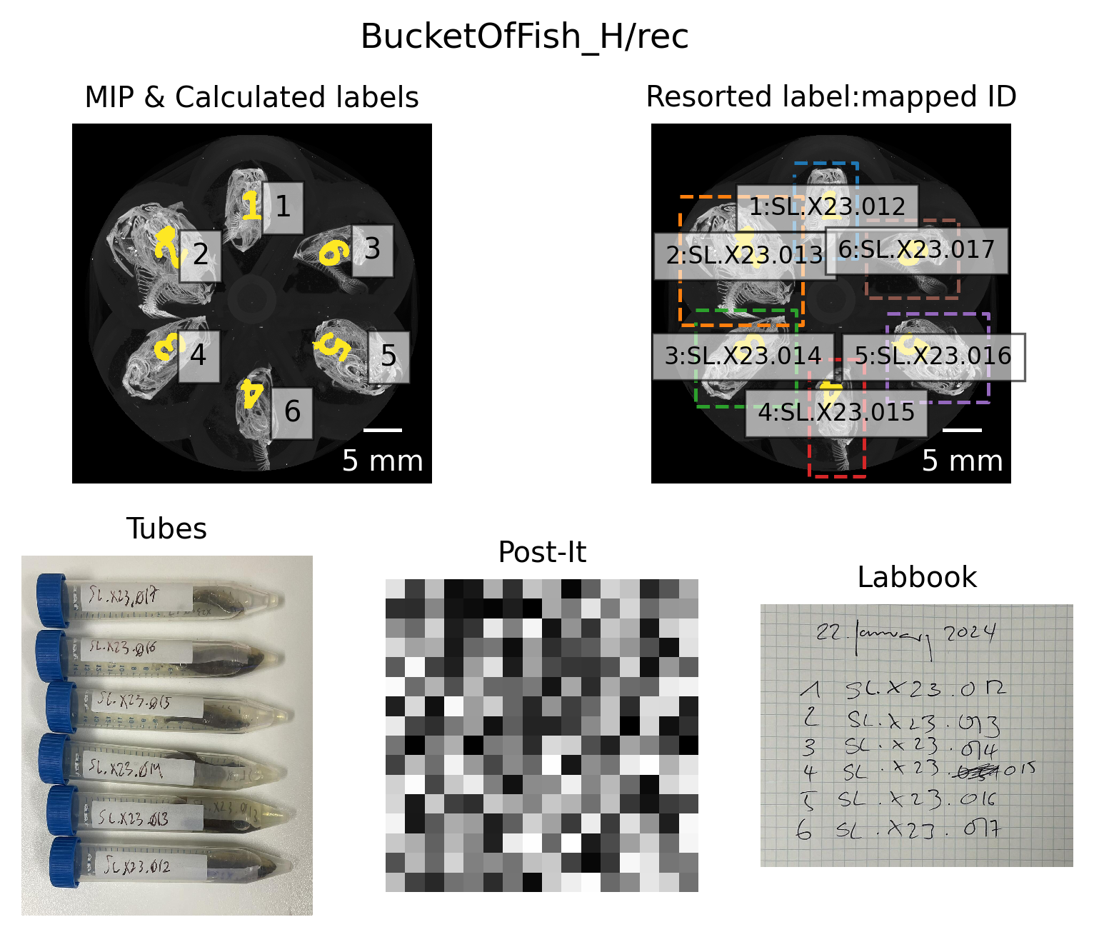 Figure 5: Mapping lab book notes, photos, and detected regions to fish ID.