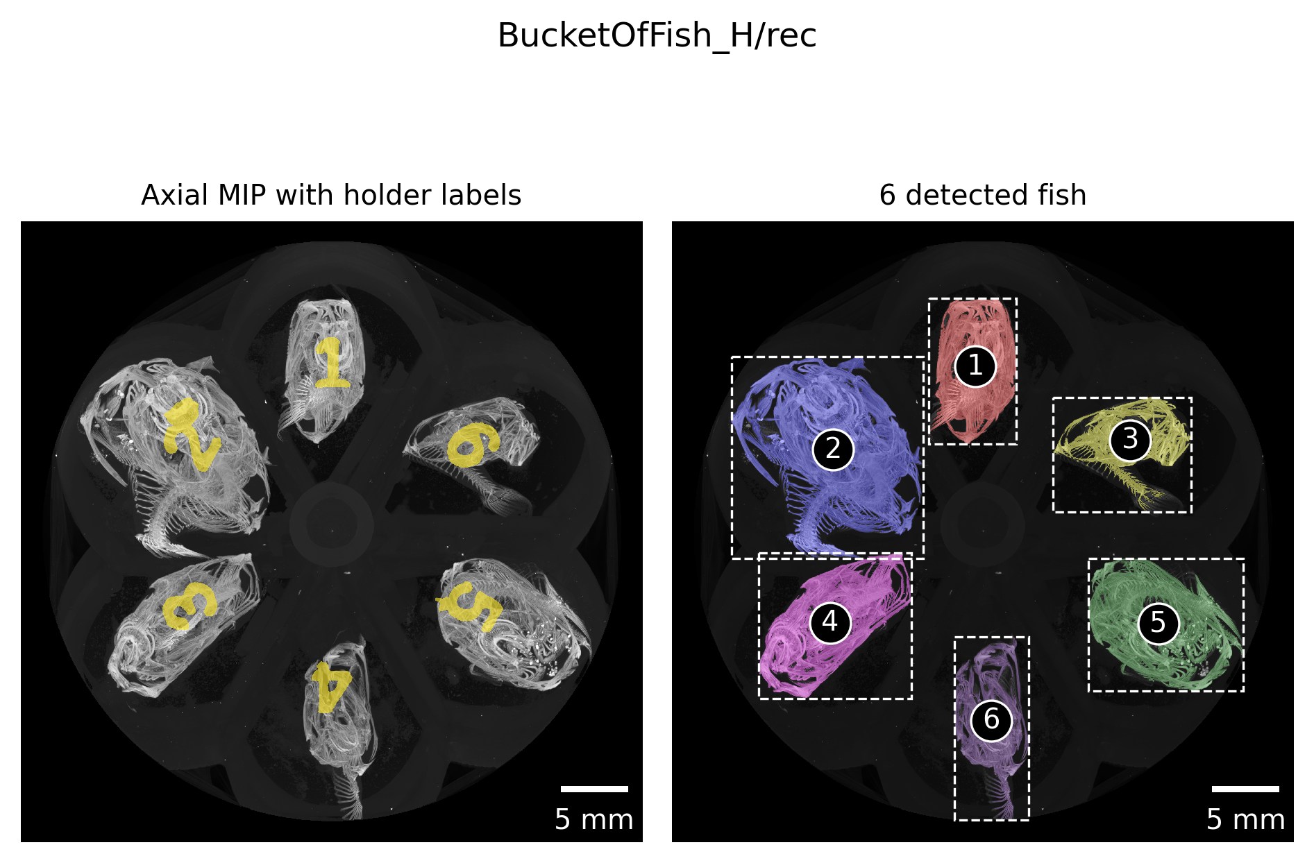 Figure 4: Automatically detected regions based on maximum intensity projection along the rotation axis of the tomographic scan. The regions are numbered consecutively from the top left to the bottom right. These numbers are mapped to the correct fish ID in the next step.
