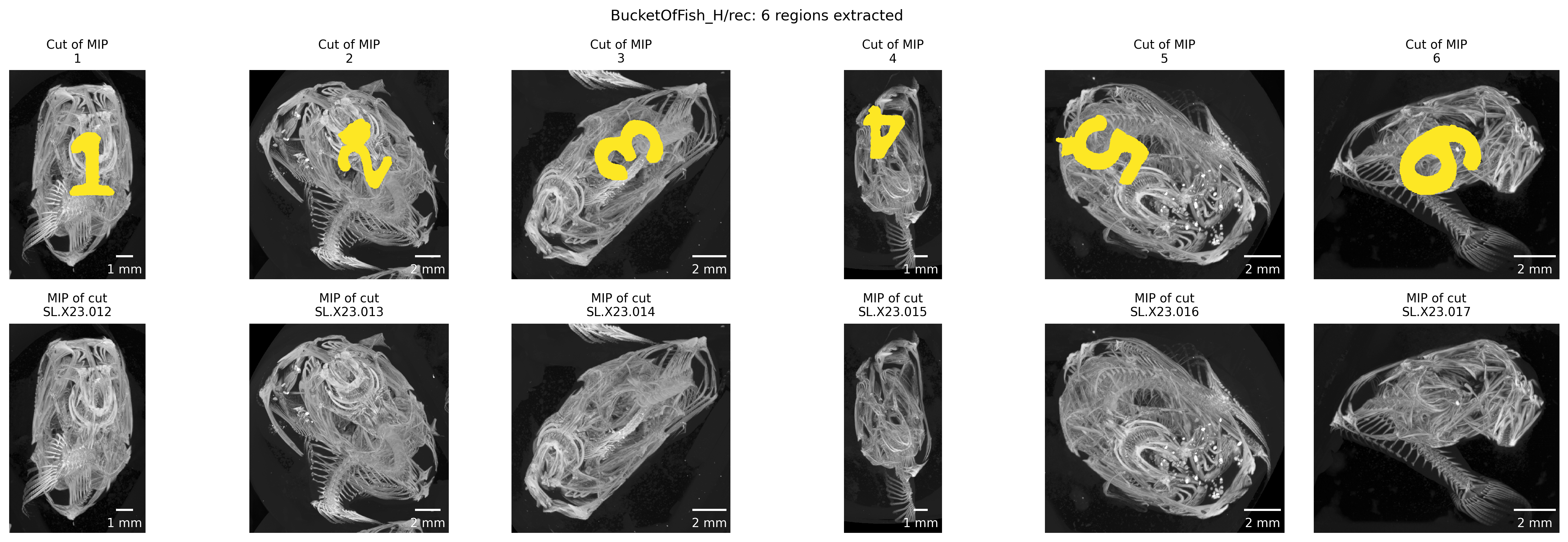 Figure 6: Double-checking crop extent and fish ID. The top row shows the extracted regions from the previously calculated MIP of the full scan, the bottom row shows the MIP images of the extracted regions. Both rows must show exactly the same region.