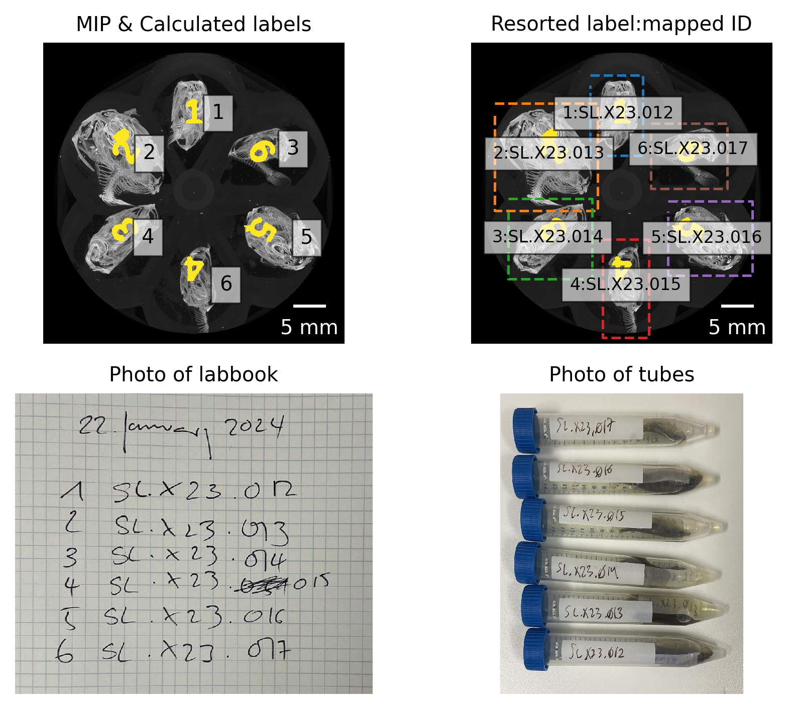 Figure 4: Mapping lab book notes, photos and detected regions to fish ID.