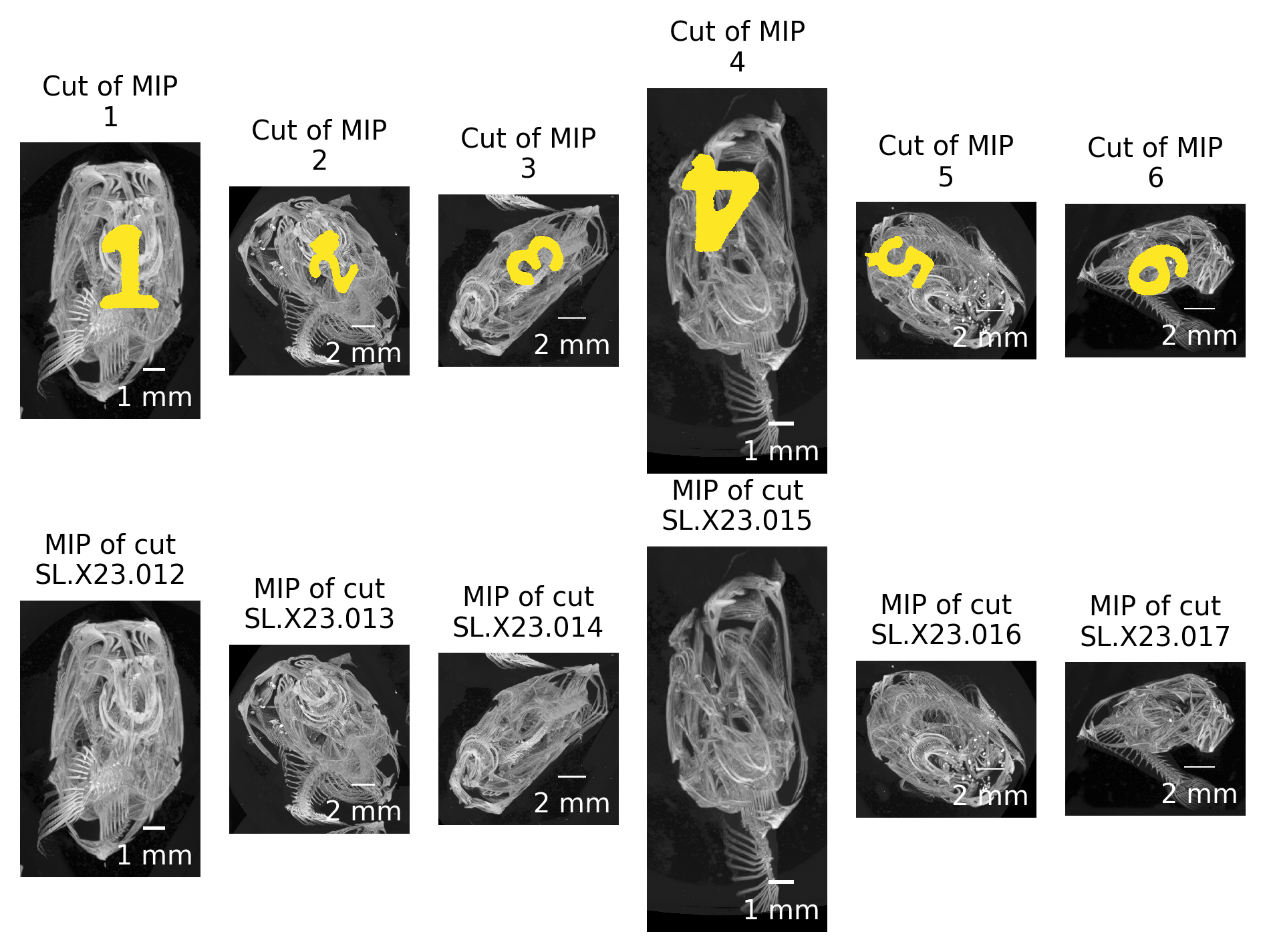 Figure 5: Double-checking crop extent and fish ID. The top row shows the extracted regions from the previously calculated MIP of the full scan, the bottom row shows the MIP images of the extracted regions. Both rows must show exactly the same region.