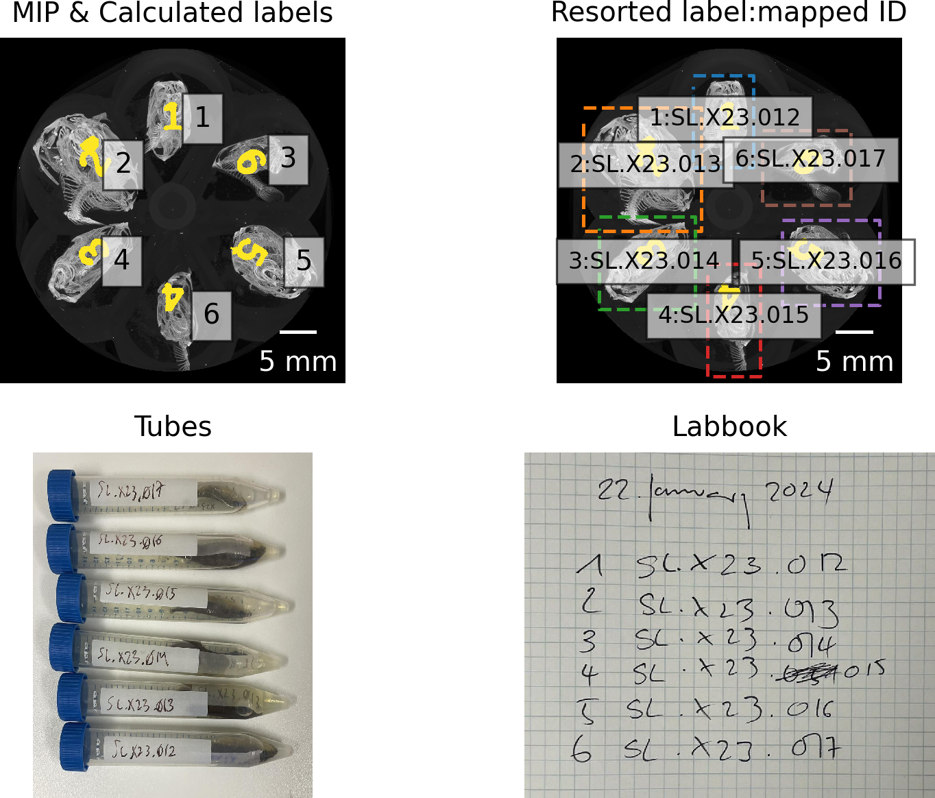 Figure 5: Mapping lab book notes, photos, and detected regions to fish ID.
