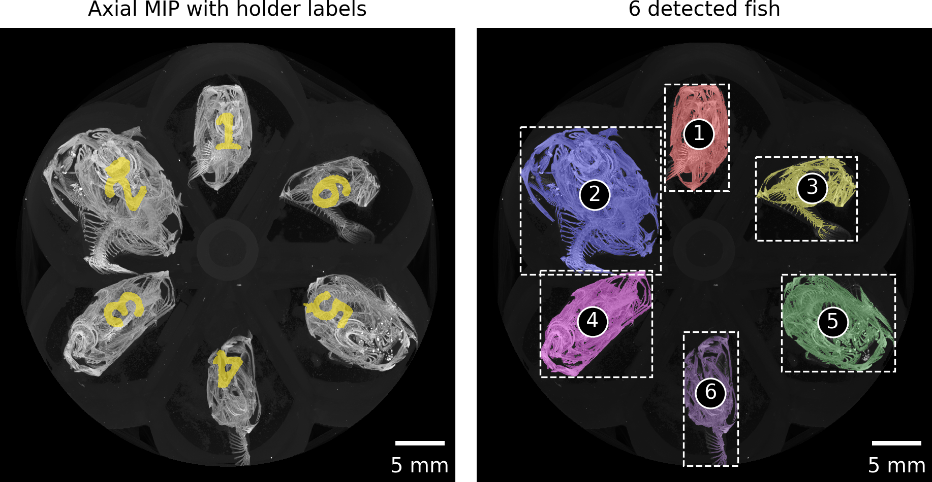 Figure 4: Automatically detected regions based on maximum intensity projection along the rotation axis of the tomographic scan. The regions are numbered consecutively from the top left to the bottom right. These numbers are assigned to the correct fish ID in the next step.
