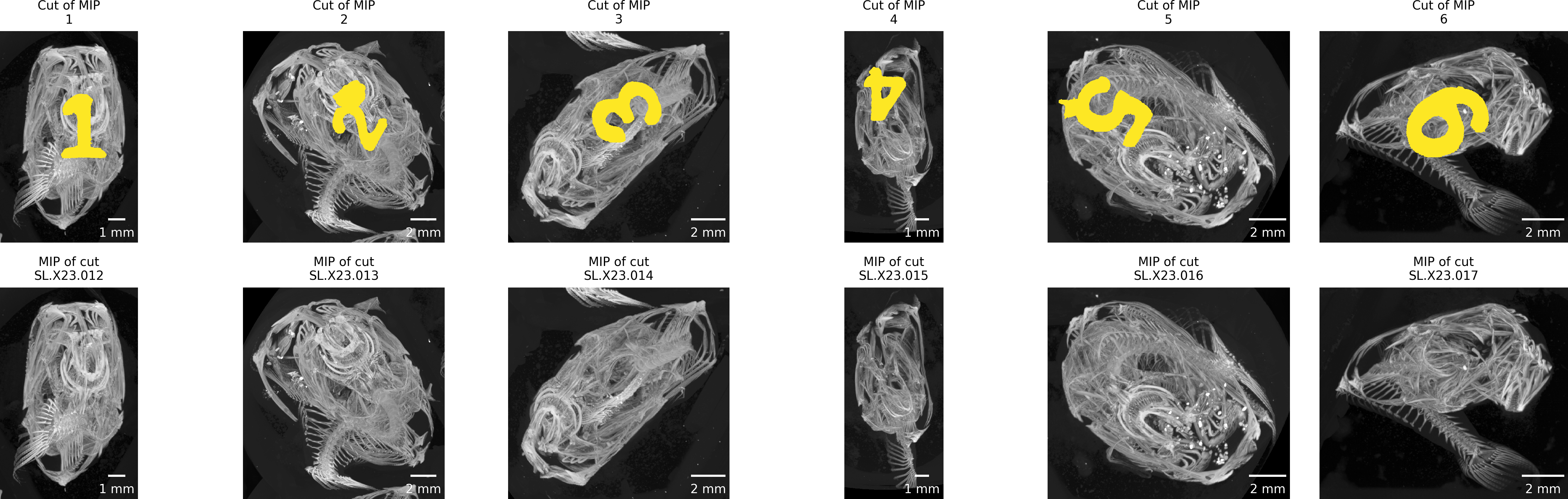Figure 6: Double-checking crop extent and fish ID. The top row shows the extracted regions from the previously calculated MIP of the full scan, and the bottom row shows the MIP images of the extracted regions. Both rows must show exactly the same region.