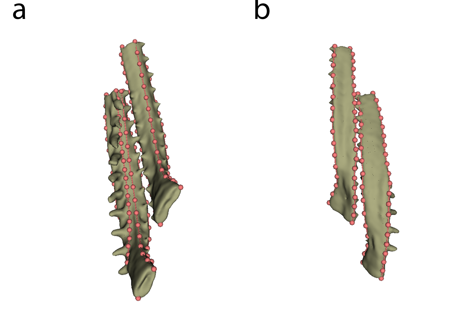Figure 8: Landmarking shown on dorsal (a) and ventral surfaces (b).
